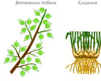 Рассмотреть на предложенных образцах побеги растений с различными типами ветвления